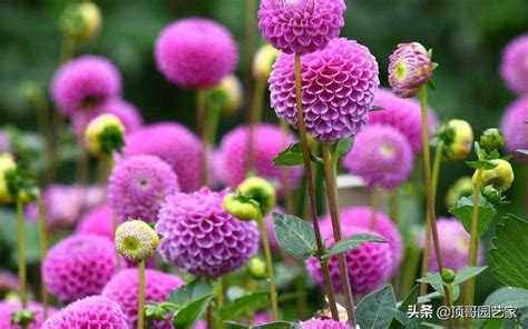 庭院種什麼花|6種適合花園種的開花植物，花開不斷，常年有花